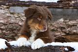 BERGER AUSTRALIEN PUPPIES 582